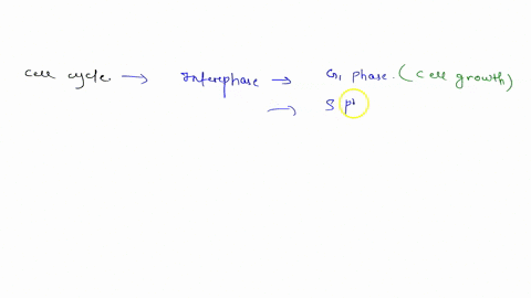 the-term-s-phase-refers-to-a-dna-synthesis-during-interphase-b-synthesis-of-chromosomal-proteins-dur