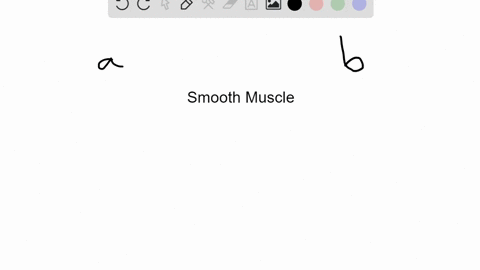 the-smooth-muscle-type-found-in-the-walls-of-digestive-and-urinary-system-organs-and-that-exhibits-g