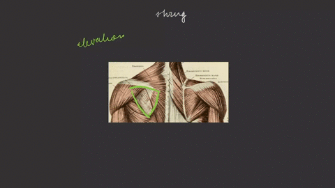 what-movements-occurs-at-the-scapulae-when-you-shrug-your-shoulders