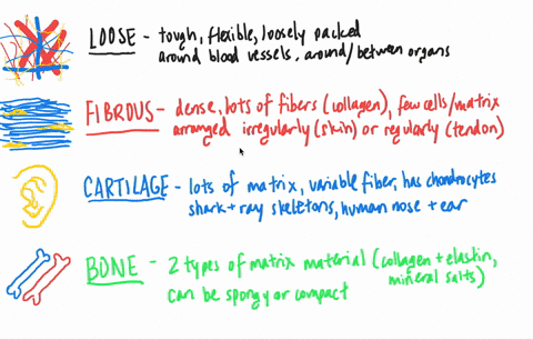 Solved:which Tissue Has Cells In Lacunae? A. Epithelial B. Cartilage C.  Bone D. Smooth Muscle E. Both B And C Are Correct. Solved:which Tissue Has Cells In Lacunae? A. Epithelial B. Cartilage C.  Bone D. Smooth Muscle E. Both B And C Are Correct.