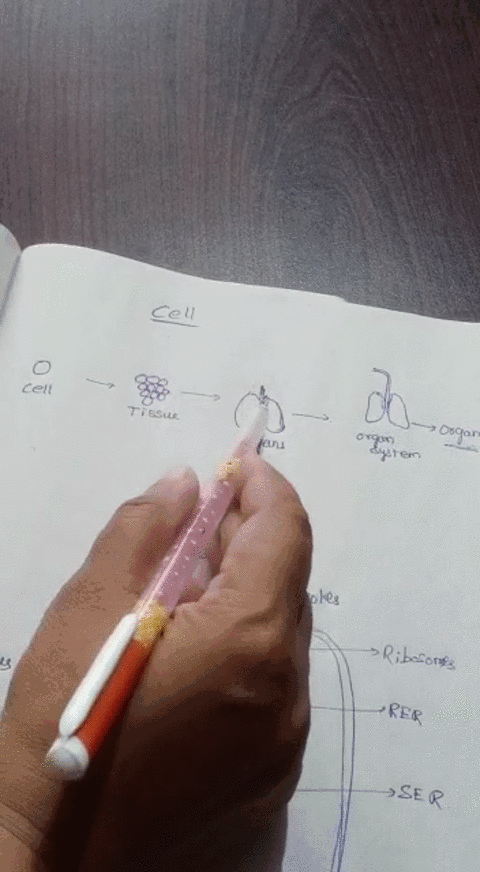 the-________-is-the-basic-unit-of-life-a-organism-b-cell-c-tissue-d-organ