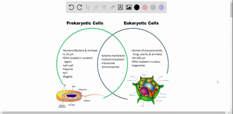 which-of-the-following-consist-of-prokaryotic-cells-a-bacteria-and-fungi-b-archaea-and-fungi-c-pro-2