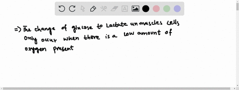 efficiency-of-atp-production-in-muscle-the-transformation-of-glucose-to-lactate-in-myocytes-releases