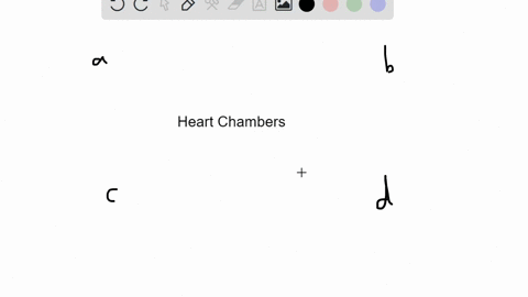 which-chamber-initially-receives-blood-from-the-systemic-circuit-a-left-atrium-b-left-ventricle-c-ri