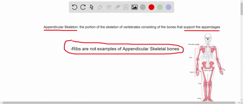 which-of-the-following-is-not-a-bone-of-the-appendicular-skeleton-a-the-scapula-b-a-rib-c-a-metata-2