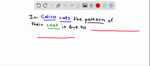 calico-coat-pattern-in-cats-is-the-result-of-a-x-chromosome-inactivation-b-epistasis-c-organelle-her