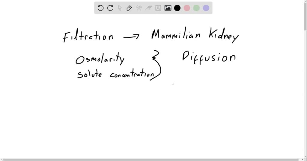 SOLVEDIn the mammalian kidney, filtration is mainly driven by the a