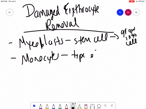 aging-and-damaged-erythrocytes-are-removed-from-the-circulation-by-_________________-a-myeoblasts-b-