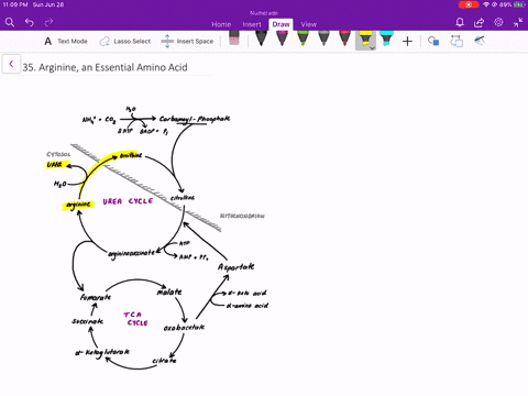 reflect-and-apply-why-is-arginine-an-essential-amino-acid-when-it-is-made-in-the-urea-cycle