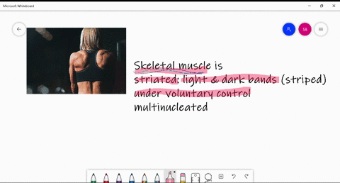 skeletal-muscle-is-a-striated-b-under-voluntary-control-c-multinucleated-d-all-of-these-are-correct