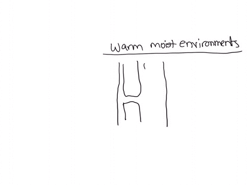 which-of-the-following-adaptations-provide-an-advantage-to-plants-in-warm-moist-environments-a-clo-2