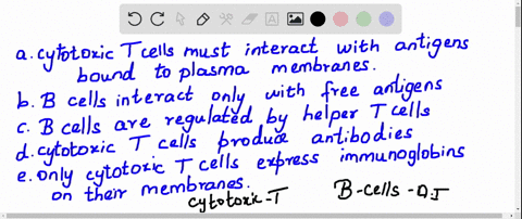 a-major-difference-between-the-activation-of-mathrmb-cells-and-that-of-cytotoxic-t-cells-is-that-a-c