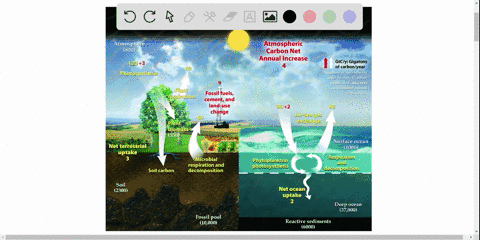 carbon-is-released-into-the-atmosphere-by-______________-a-photosynthesis-c-burning-fossil-fuels-b-a