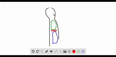 the-_______-separates-the-thoracic-cavity-from-the-abdominal-cavity-a-liver-b-pancreas-c-diaphragm-d