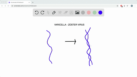 varicella-zoster-virus-is-a-double-stranded-dna-virus-that-causes-chickenpox-how-does-its-genome-str
