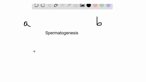 spermatogenesis-produces-cells-that-are-a-diploid-and-genetically-identical-to-each-other-b-diploid-