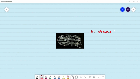 identify-a-and-b-in-the-given-figure-and-select-the-o-option-a-b-a-grana-thylakoid-stroma-thylakoid-