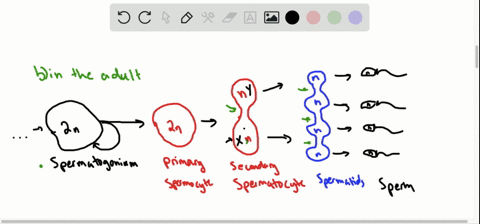 spermatogenesis-and-oogenesis-differ-in-that-a-spermatogenesis-produces-gametes-with-greater-store-2