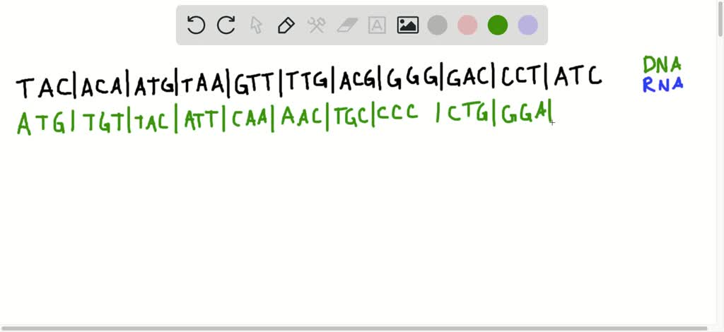 SOLVED:The following sequence of bases might be found on the gene that ...