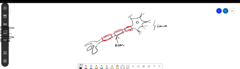 which-of-the-following-statements-best-describes-saltatory-conduction-a-it-inhibits-direct-neurotr-2