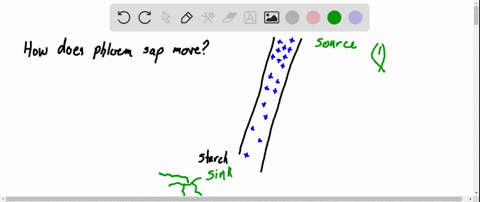 Solved:which Structure Or Compartment Is Part Of The Symplast? A. The  Interior Of A Vessel Element B. The Interior Of A Sieve Tube C. The Cell  Wall Of A Mesophyll Cell D. Solved:which Structure Or Compartment Is Part Of The Symplast? A. The  Interior Of A Vessel Element B. The Interior Of A Sieve Tube C. The Cell  Wall Of A Mesophyll Cell D.