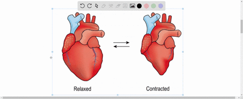 during-diastole-blood-a-enters-the-heart-b-leaves-the-heart-c-leaves-the-ventricle-d-enters-into-lun