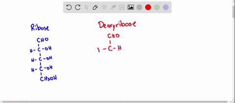sketch-the-structures-of-the-sugars-ribose-and-deoxyribose-which-molecule-dna-or-rna-contains-each-s