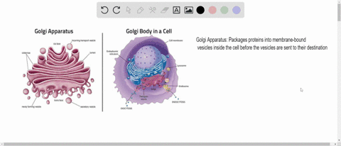 match-each-function-to-the-proper-organelle-in-the-key-a-mitochondrion-b-nucleus-c-golgi-apparatus-d