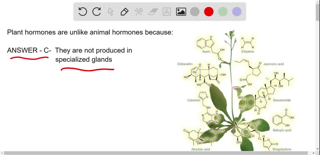 SOLVED:Plant hormones are unlike animal hormones because A. they are  produced only in small amounts; B. they have different effects on different  organs; C. they are not produced in specialized glands; D.
