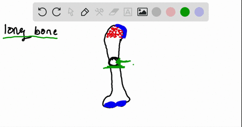 identify-the-portion-of-a-long-bone-indicated-as-mathrmb-in-this-figure-a-diaphysis-b-epiphysis-c-me