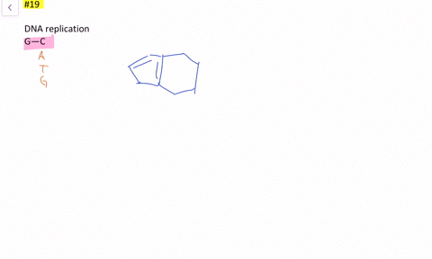 in-dna-replication-why-is-a-g-on-the-original-strand-partnered-by-a-c-on-the-complementary-strand-an
