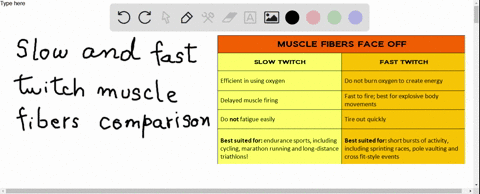 SOLVED:Compare fast- and slow-twitch muscle fibers. (pages 274-275 )