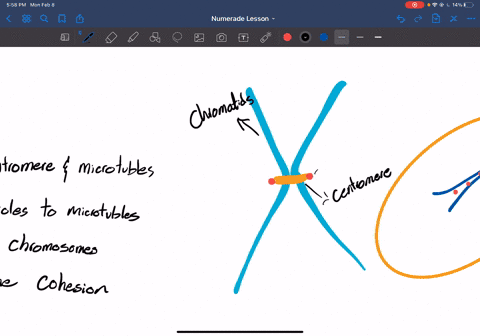 the-kinetochore-is-a-structure-that-functions-to-a-connect-the-centromere-to-microtubules-b-connect-