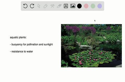 short-answer-describe-the-adaptations-that-you-would-expect-to-find-in-an-aquatic-plant