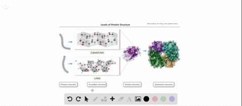 describe-the-various-levels-of-protein-structure-primary-secondary-tertiary-and-quaternary