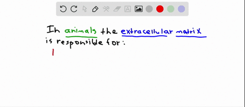 the-function-of-the-extracellular-matrix-ecm-in-animals-is-a-to-provide-strength-b-to-provide-struct