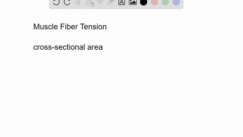 what-factors-contribute-to-the-amount-of-tension-produced-in-an-individual-muscle-fiber
