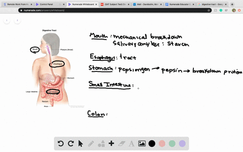 match-the-description-to-the-parts-of-the-human-digestive-system-below-a-small-intestine-b-stomach-3