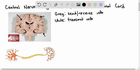 the-white-matter-of-the-cns-is-composed-of-a-dendrites-b-unmyelinated-axons-c-myelinated-axons-d-cel