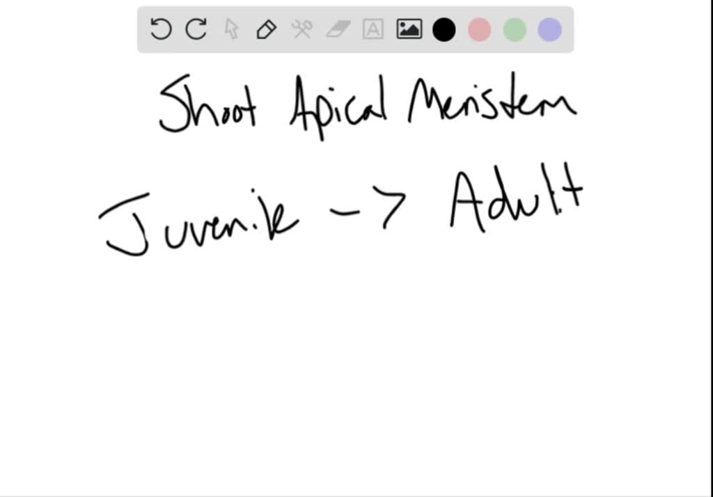 solved-the-phase-change-of-an-apical-meristem-from-the-juvenile-to-the