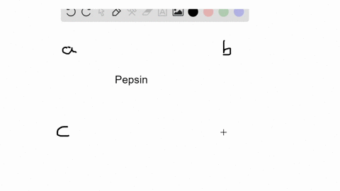pepsin-a-breaks-down-protein-in-the-small-intestine-b-breaks-down-protein-in-the-stomach-c-is-found-