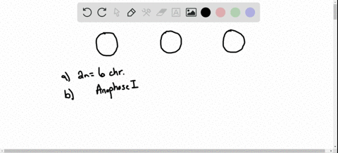 all-of-the-following-cells-shown-in-various-stages-of-mitosis-and-meiosis-come-from-the-same-rare--2