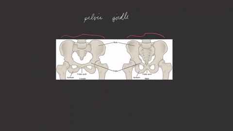 what-are-the-major-differences-between-the-male-pelvis-and-female-pelvis-that-permit-childbirth-in-f
