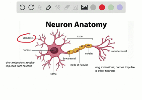 which-morphological-adaptations-of-neurons-make-them-suitable-for-the-transmission-of-nerve-impulse