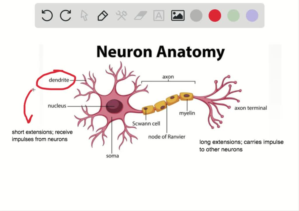 diagram-rib-nerve-diagram-mydiagram-online