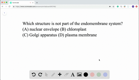 which-structure-is-not-part-of-the-endomembrane-system-beginarraylltext-a-nuclear-envelope-text-c-go