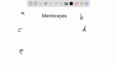 which-of-the-following-membranes-is-not-composed-of-cells-a-serous-membrane-b-synovial-membrane-c-cu