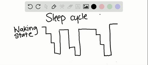 _________-is-are-described-as-slow-wave-sleep-a-stage-b-stage-2-c-stage-3-and-stage-4-d-rem-sleep