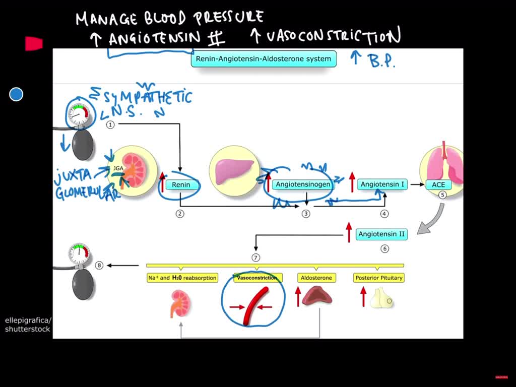 SOLVED:Explain the function of aldosterone.