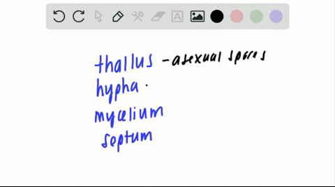 the-wall-dividing-individual-cells-in-a-fungal-filament-is-called-a-a-thallus-b-hypha-c-mycelium-d-s